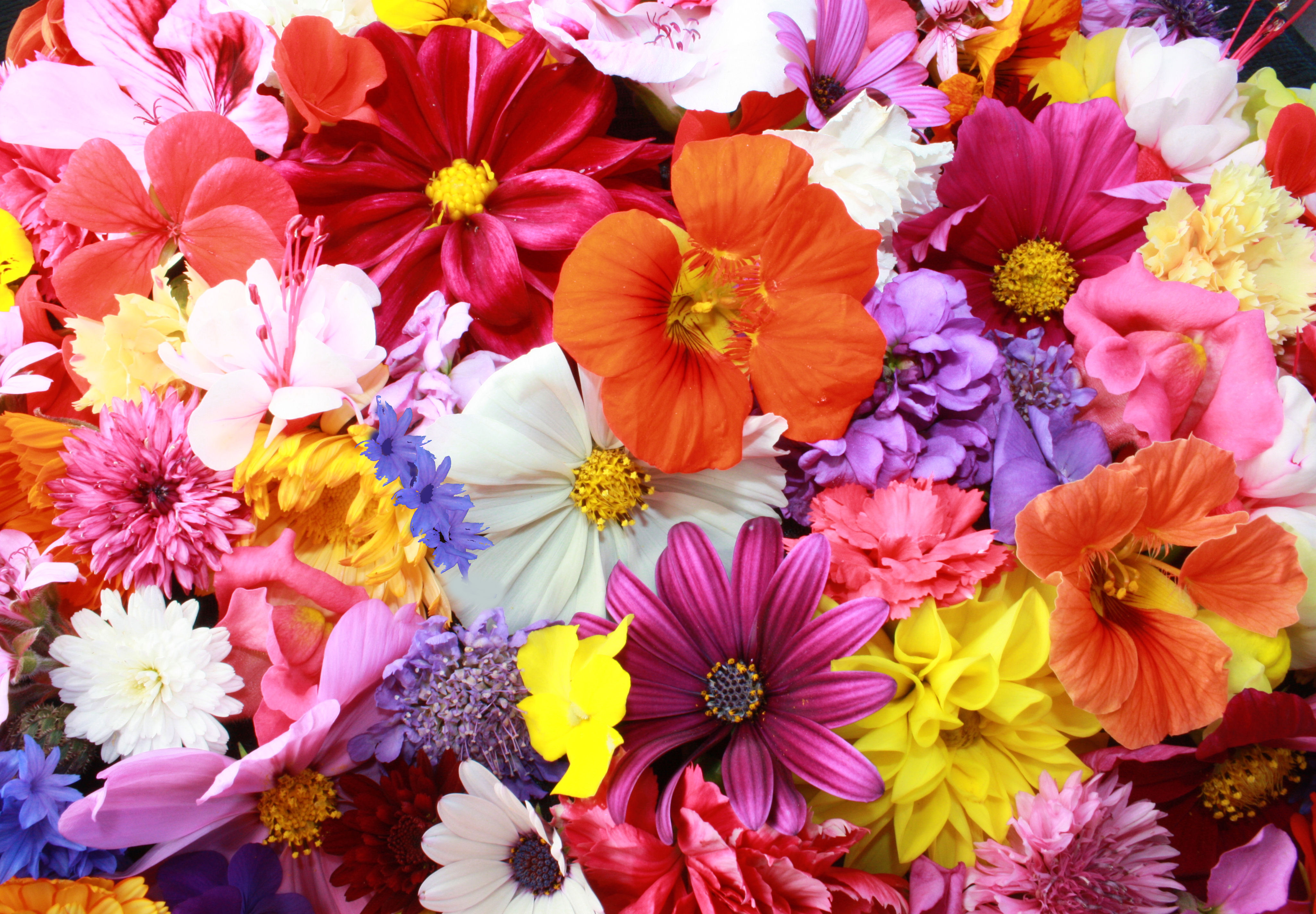 Разные картинки. Яркие цветы. Красивые цветочки. Разноцветные цветы. Яркие разноцветные цветы.
